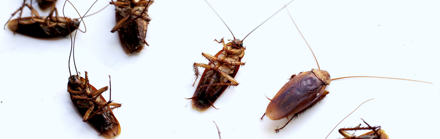 American Cockroaches in Kitchens and Basements: How to Keep Large Water Bugs Out