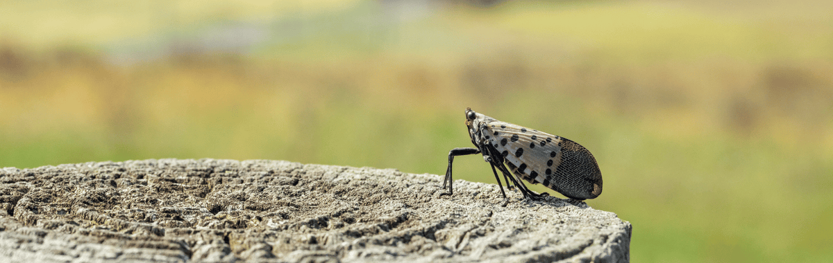 Spotted lanternfly on a tree stump