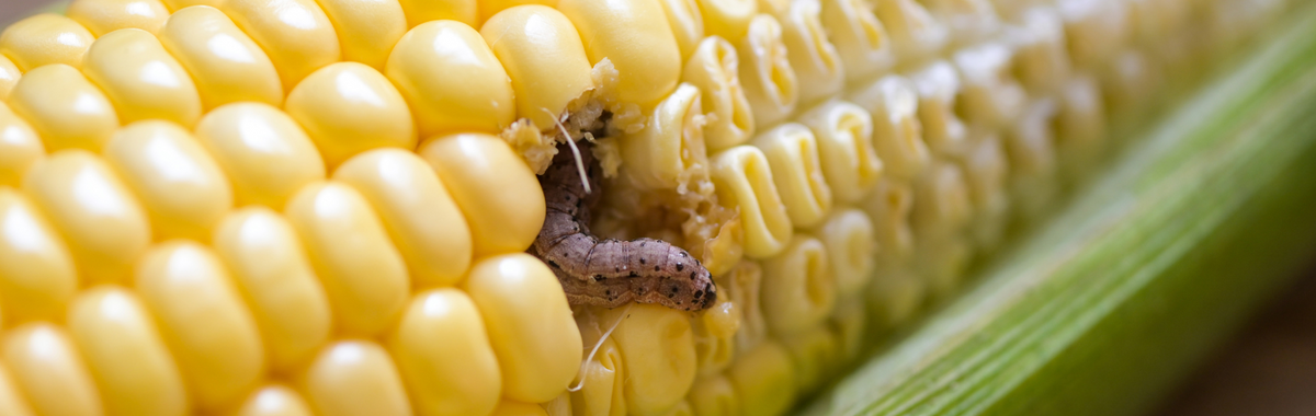 European corn borer larva in corn, an insect that survives winter