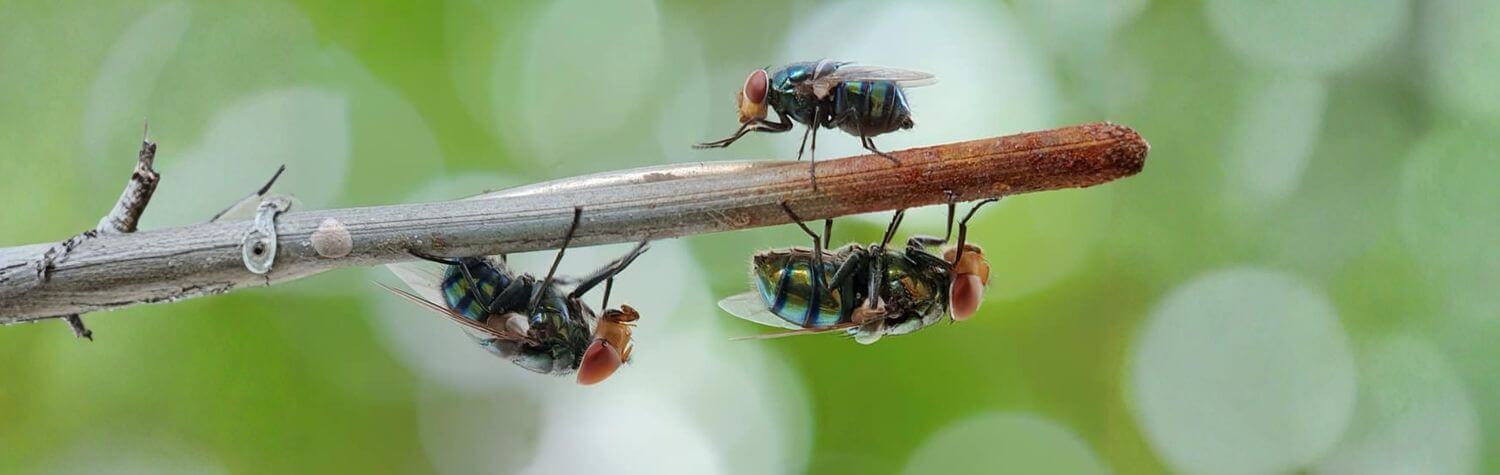 Three flies on a stick branch