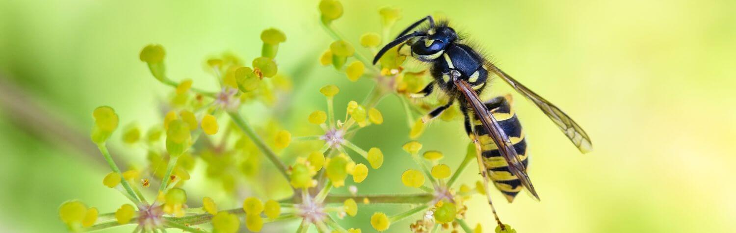 Wasp on a flower