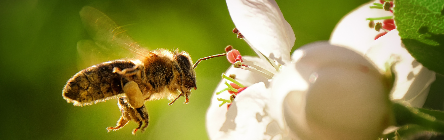 What-deters-bee