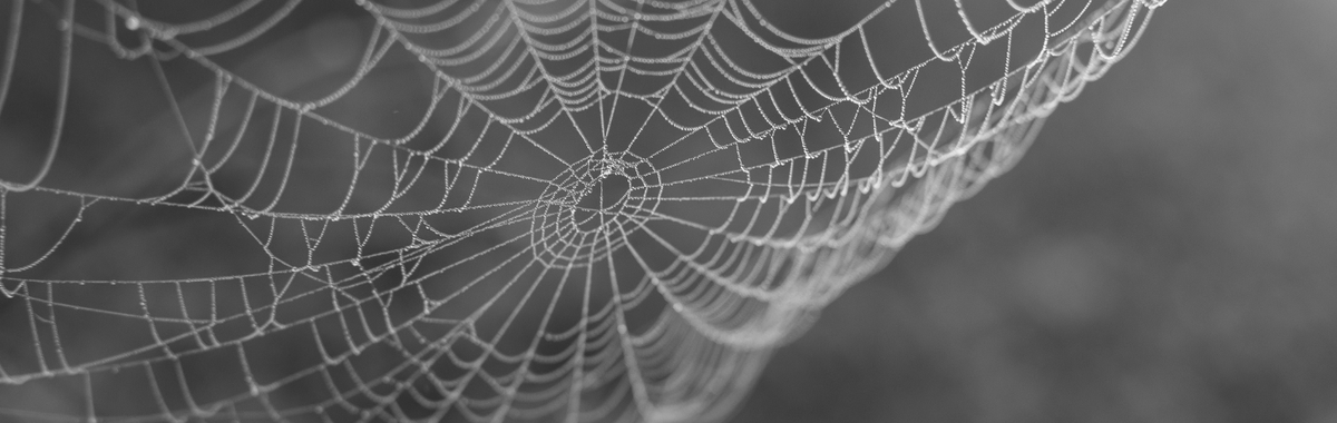 Dew-covered spider web