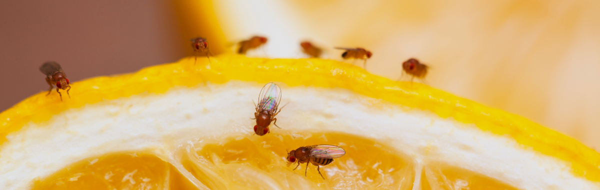 Fruit flies on a slice of lemon