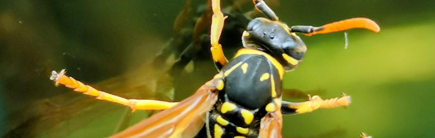 Late-Summer Yellow Jackets: How to Keep Them Away from Patios, Trash Cans, and Kids’ Play Areas