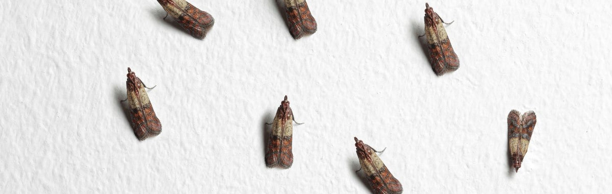 Several adult pantry moths on a white wall