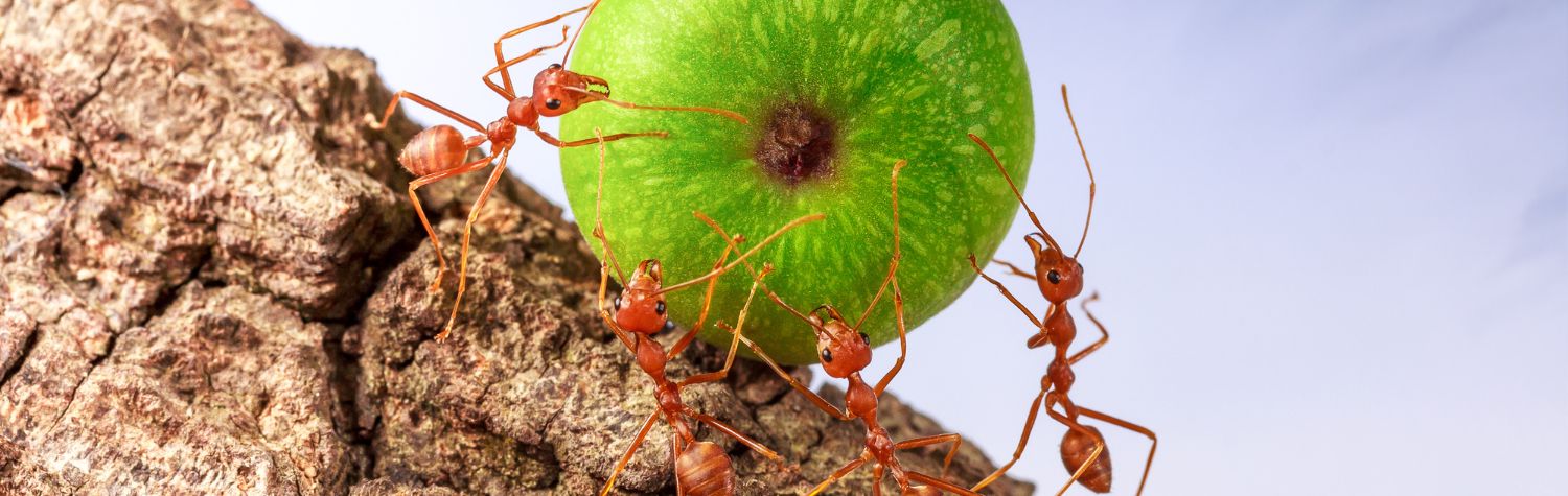 indoor-and-outdoor-ant-killer-safe-for-pets