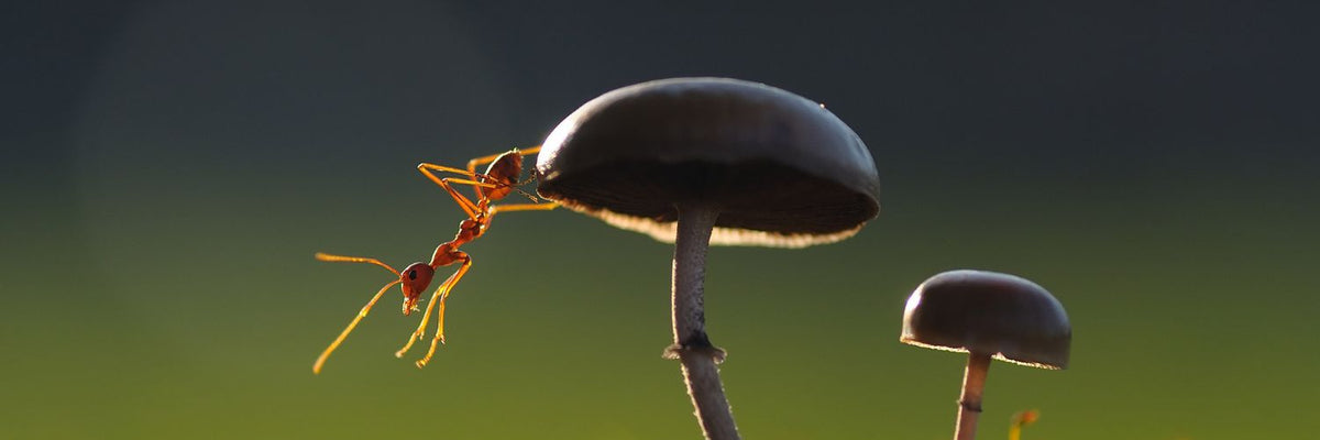 Ant climbing onto a small mushroom