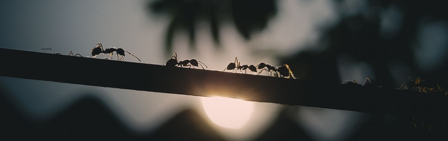 Ants are everywhere. Here's what to know and where to turn.