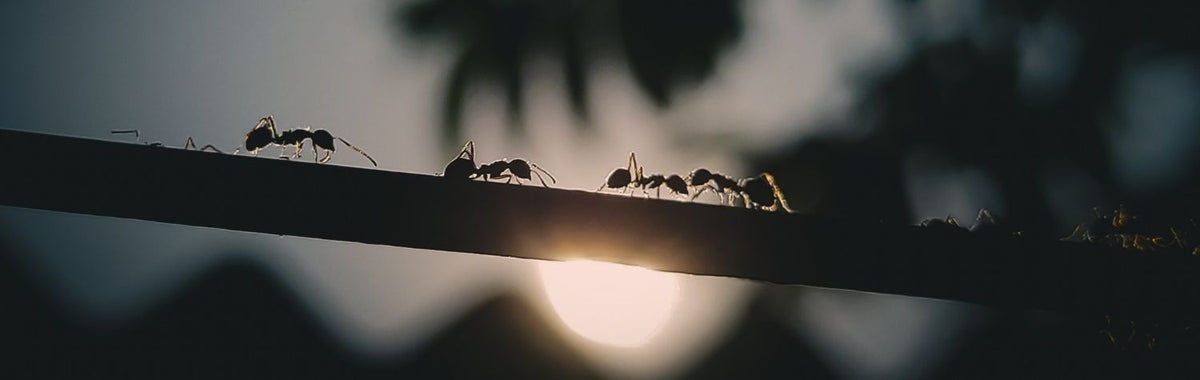 Silhouette of ants walking along a wire at sunset