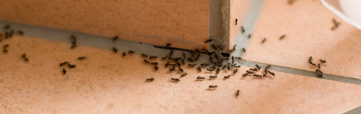 Trail of ants on a tiled floor, a common target for DIY pest control