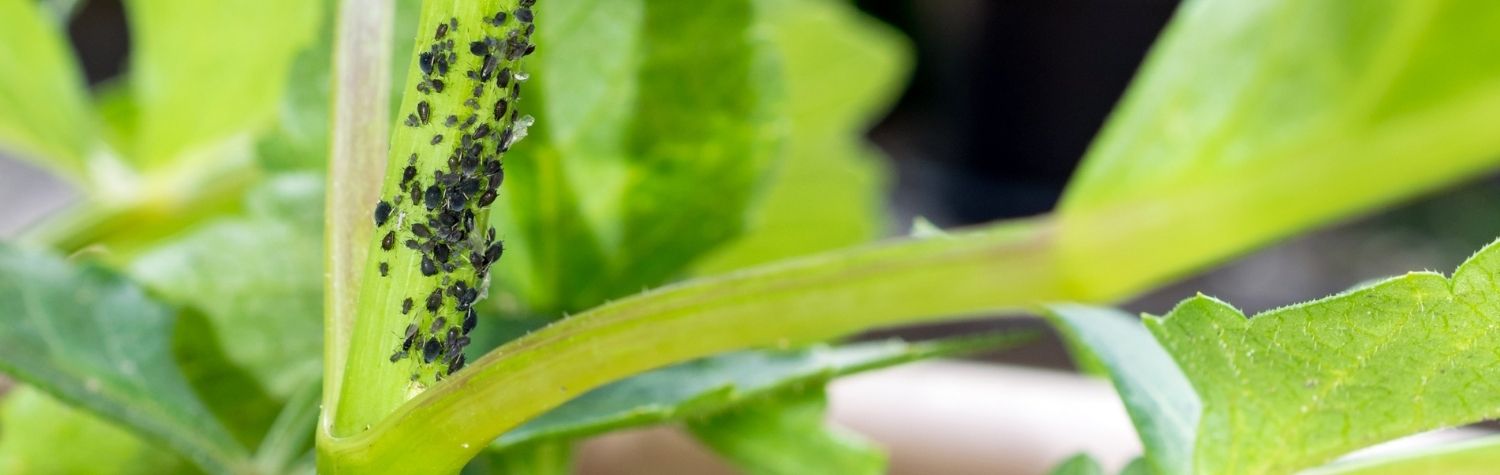 How to get rid of aphids on indoor plants