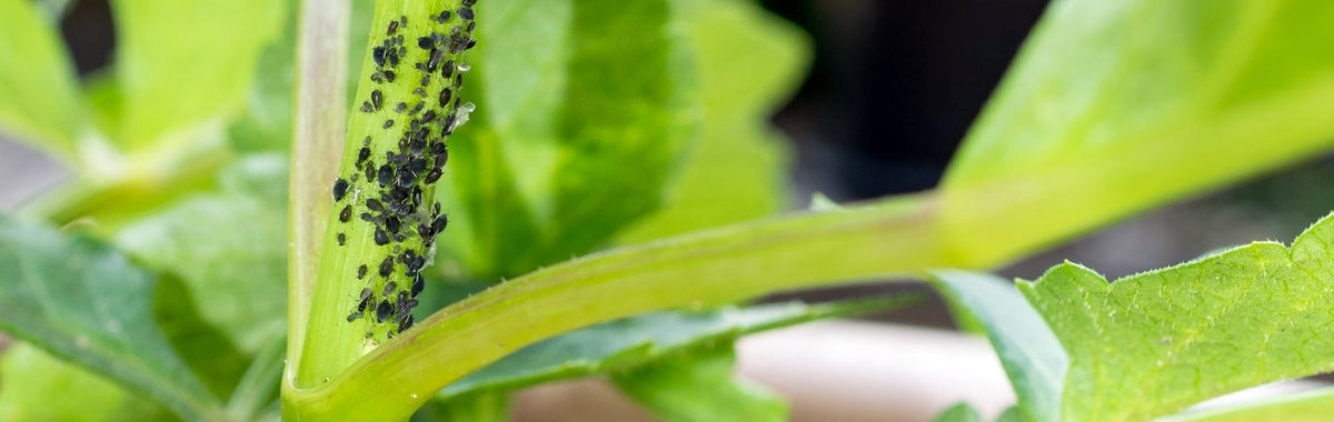 Cluster of black aphids on an indoor plant stem