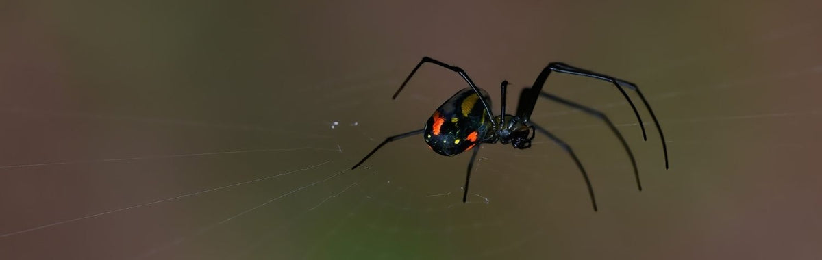 Black widow spider in its web