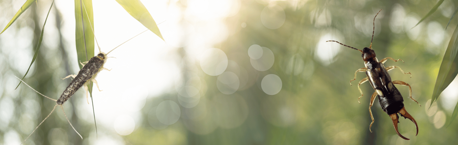 Silverfish and earwig