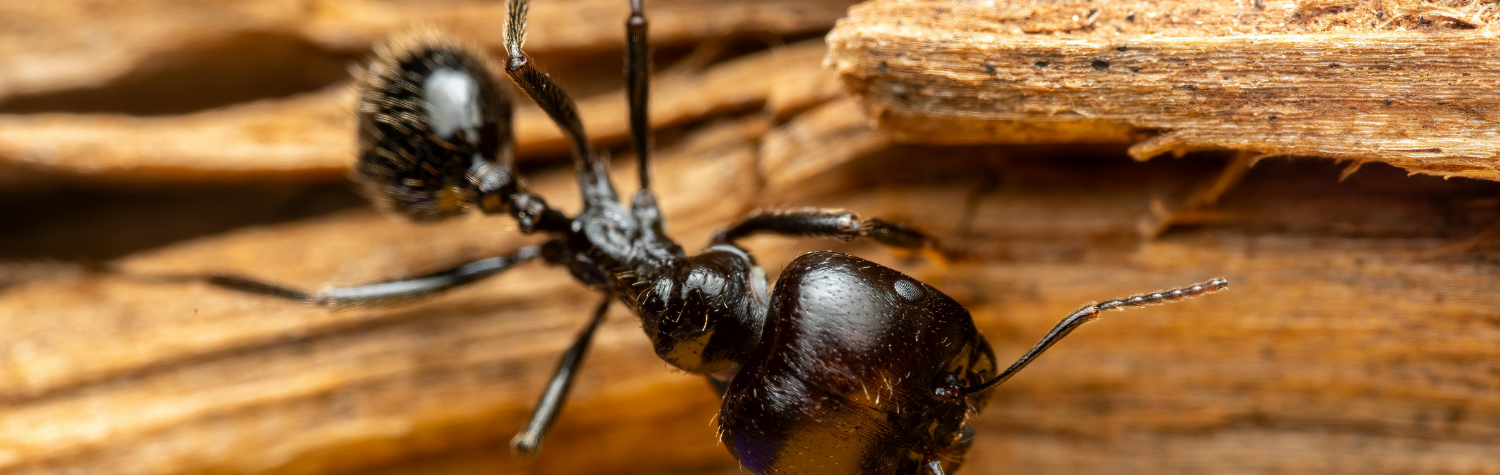 Carpenter Ants in Walls and Window Frames: Signs of Damage and Natural Prevention