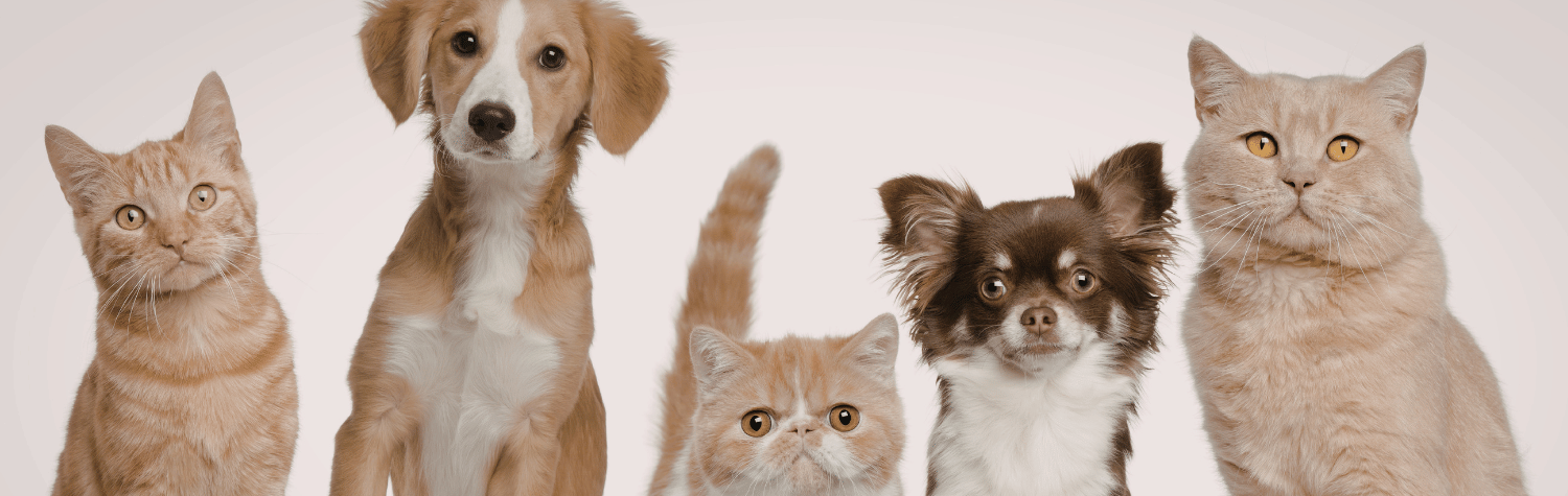 Ticks and pets: How dogs and cats bring ticks indoors—and how to stop it