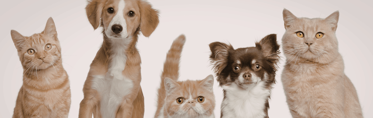 Row of cats and dogs sitting together