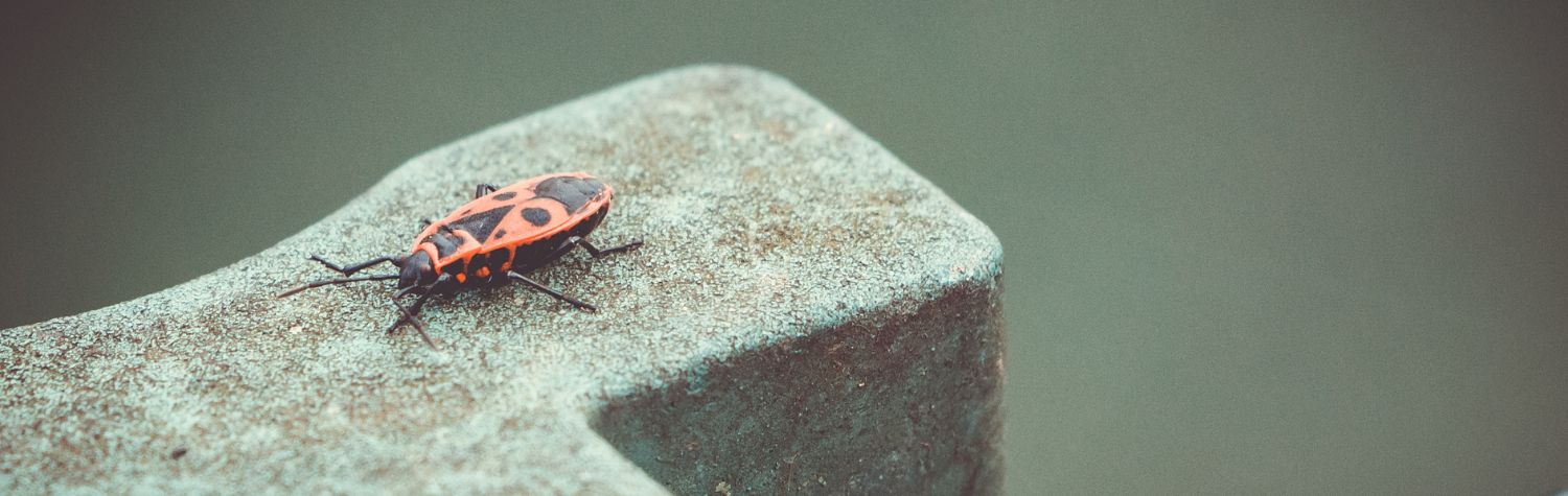 Box Elder Bug Stink Bug Asian Lady Beetle Killer