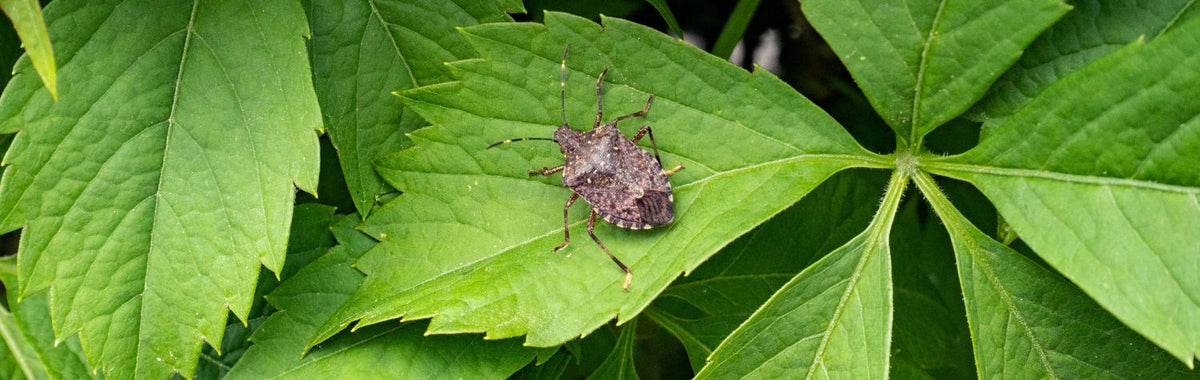 Brown marmorated stink bug on a green leaf