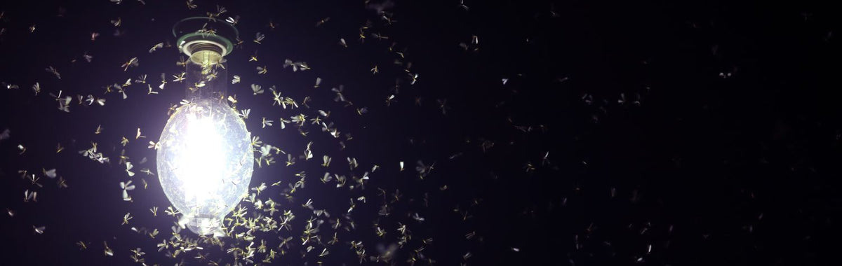 Insects swarming a lit lightbulb at night, showing why bugs are attracted to light