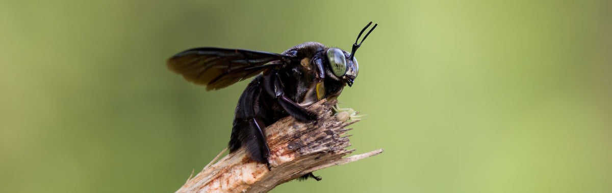 Carpenter bee on a piece of wood