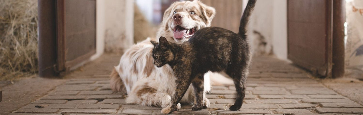 Dog and cat together in a hallway, pets to consider when choosing pet-safe pest control
