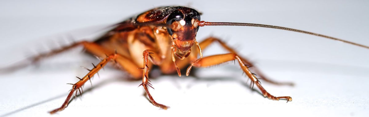 Close-up of a cockroach on a white surface