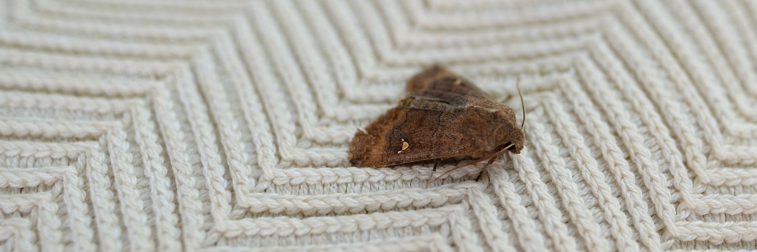 Brown clothing moth on wool garmet