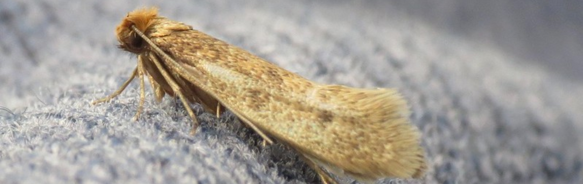 clothes-moth-traps