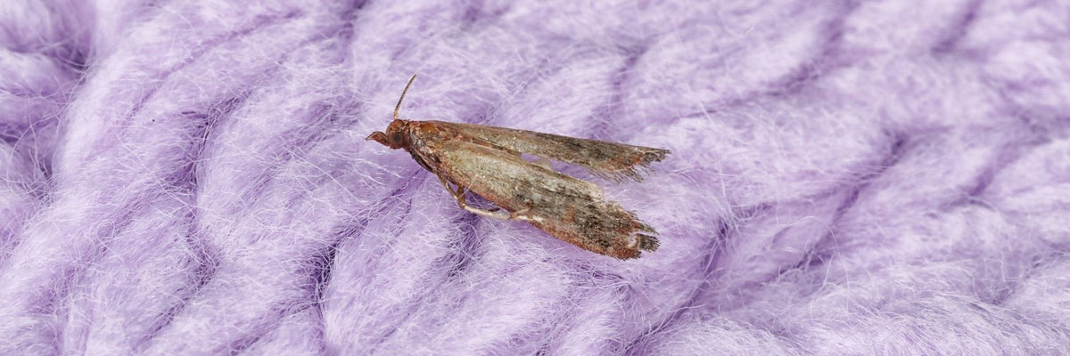 Clothing moth on purple knitted wool