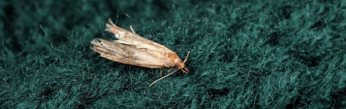 Clothing moth on green wool fabric