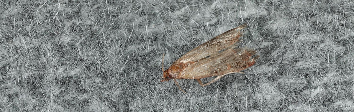 Clothing moth on gray wool fabric