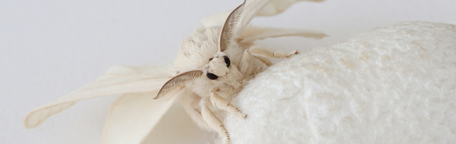 clothing-moth-photo
