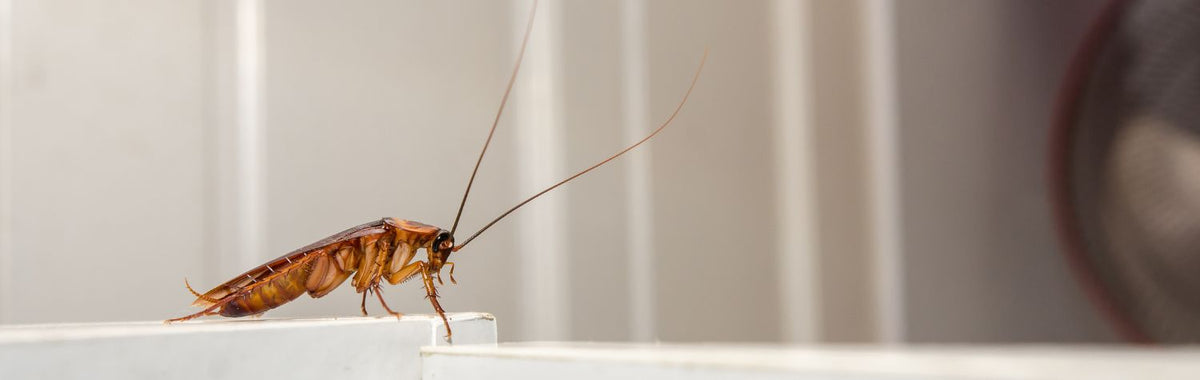 Cockroach on a white kitchen ledge