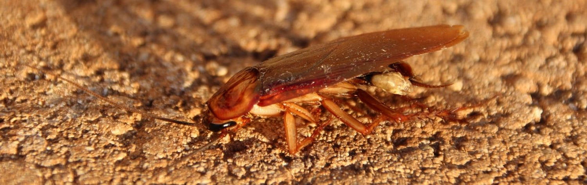 Cockroach on sandy ground