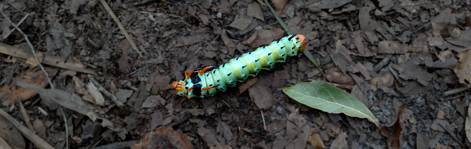 Four types of cool and unusual insects