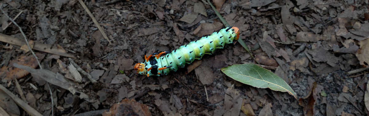 Brightly colored caterpillar on mulch, one of nature's weird bugs