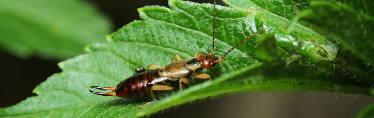 Earwig on a green leaf
