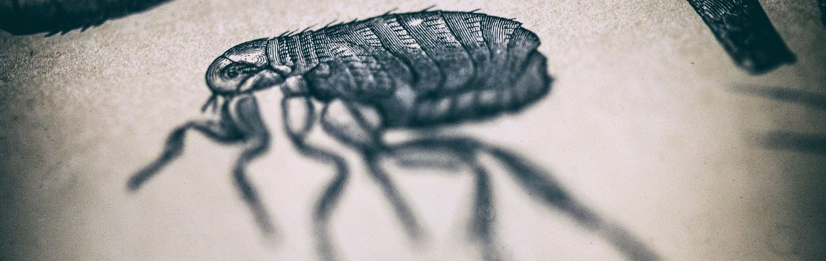 Illustration of a flea