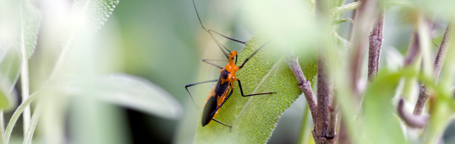 The life of an assassin bug: A look at nature's stealthy predator