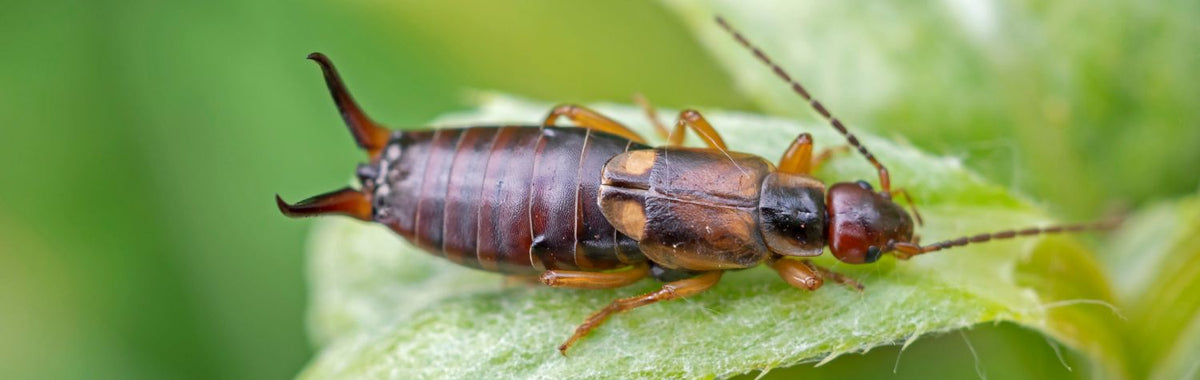 Earwig on a green leaf