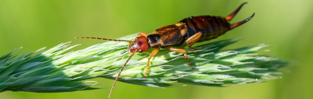 Earwig on a sprig of grass