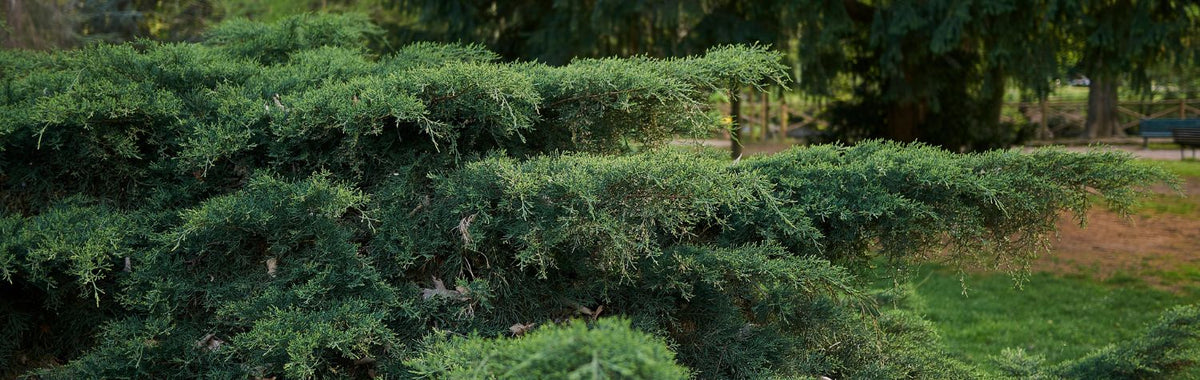 Eastern red cedar trees