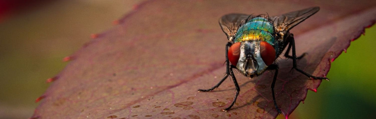 Close-up of a green bottle fly on a red leaf, a sight that can trigger a fear of bugs