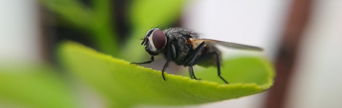 Fly resting on a green houseplant leaf