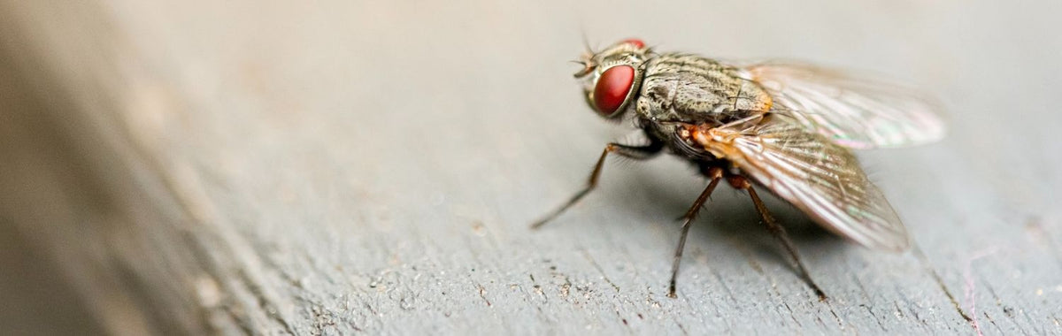 House fly resting on a light wooden surface