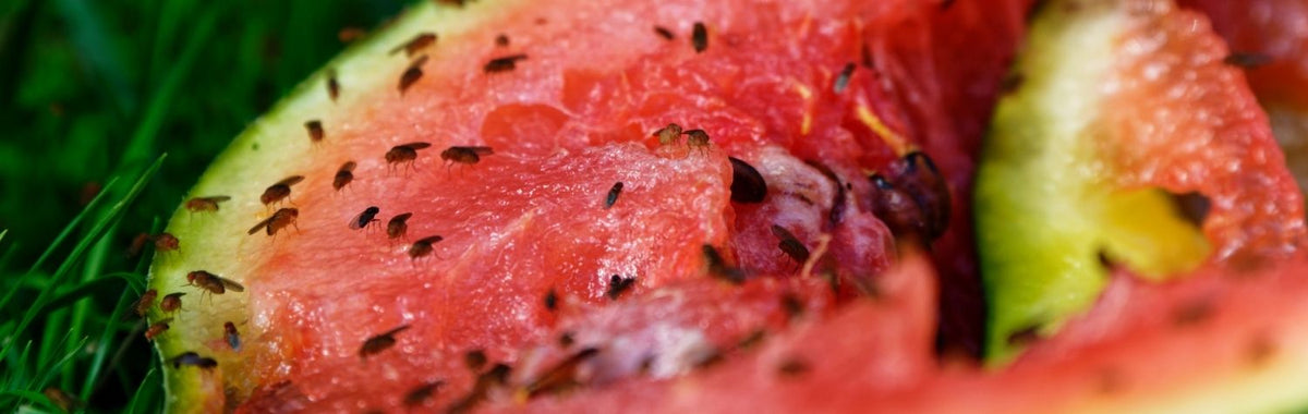 Fruit flies swarming a cut watermelon