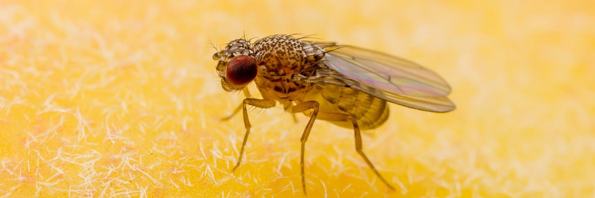 Close-up of a fruit fly on a yellow surface