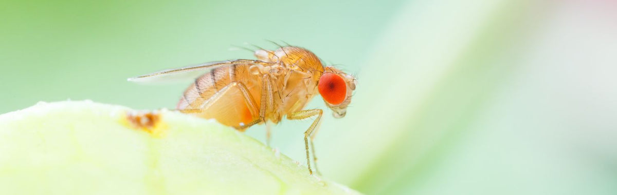 Fruit fly on a piece of fruit